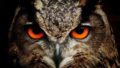 owl 50267 1920 120x68 - 【都市伝説】イルミナティの象徴フクロウー日本に潜む秘密結社の影