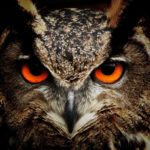 owl 50267 1920 150x150 - 【都市伝説】イルミナティの象徴フクロウー日本に潜む秘密結社の影