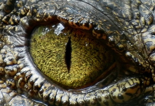 crocodile eye - 【都市伝説】爬虫類×人間を合わせた生命体レプティリアン